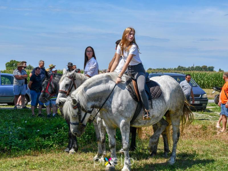 Žetva u Velikom Grđevcu
