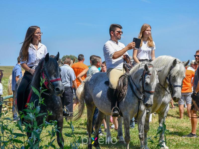 Žetva u Velikom Grđevcu