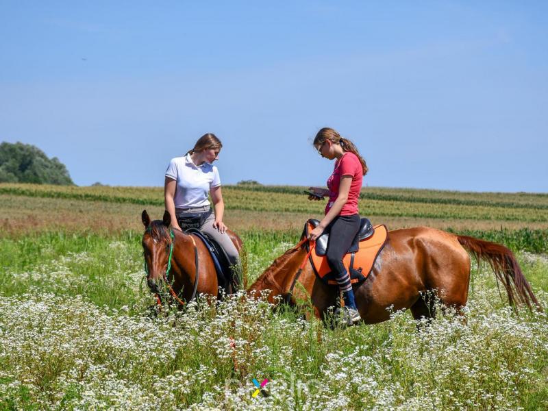 Žetva u Velikom Grđevcu