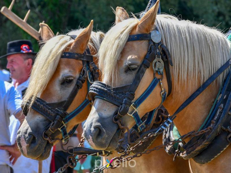 Žetva u Velikom Grđevcu
