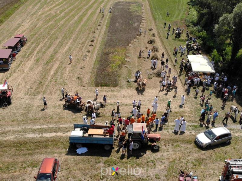 Žetva u Velikom Grđevcu