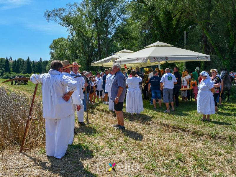 Žetva u Velikom Grđevcu