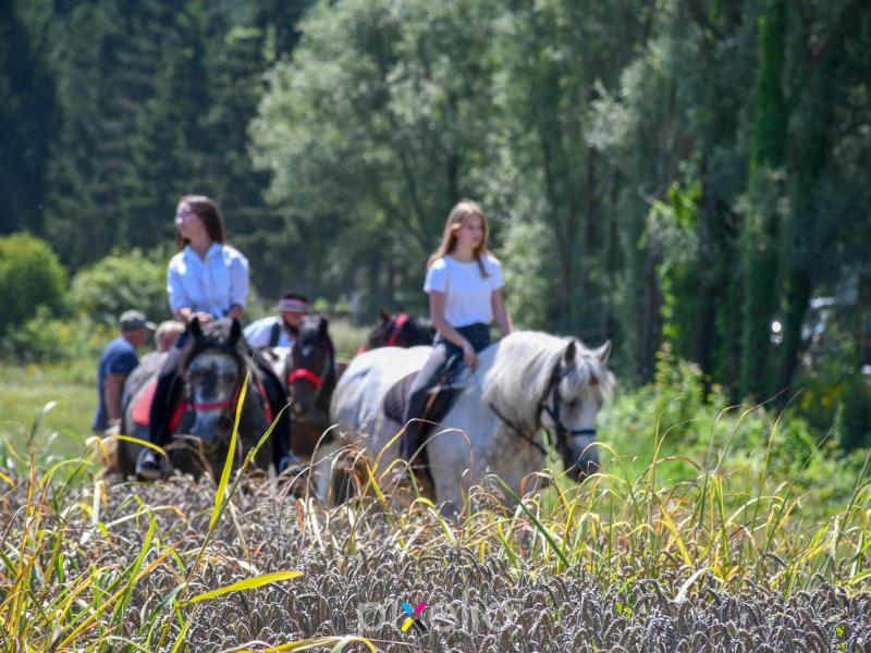 Žetva u Velikom Grđevcu