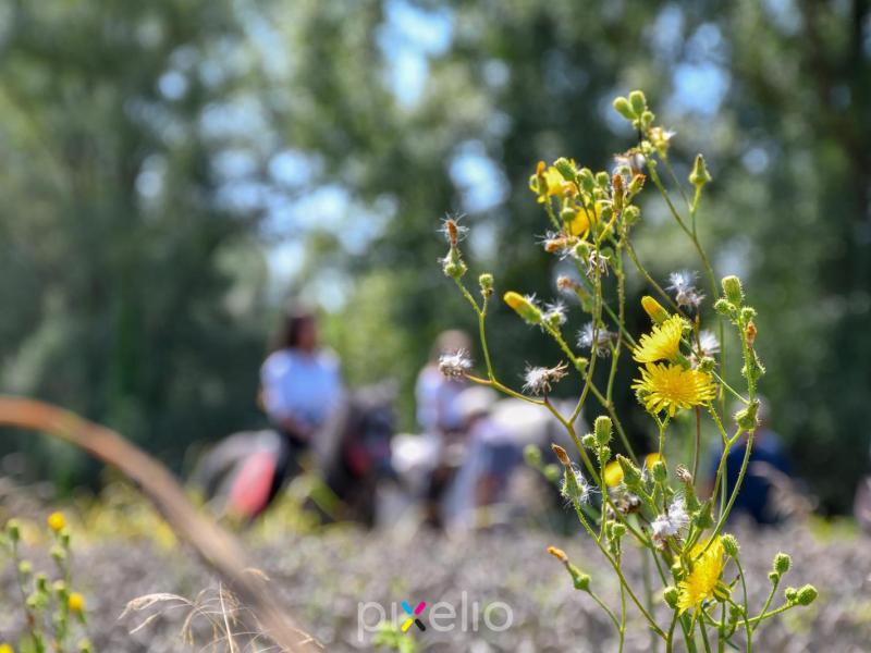 Žetva u Velikom Grđevcu