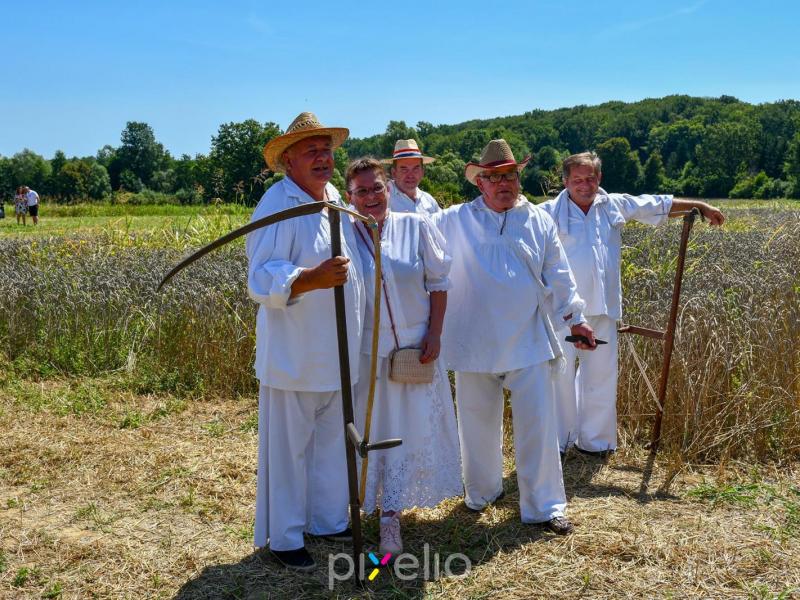 Žetva u Velikom Grđevcu