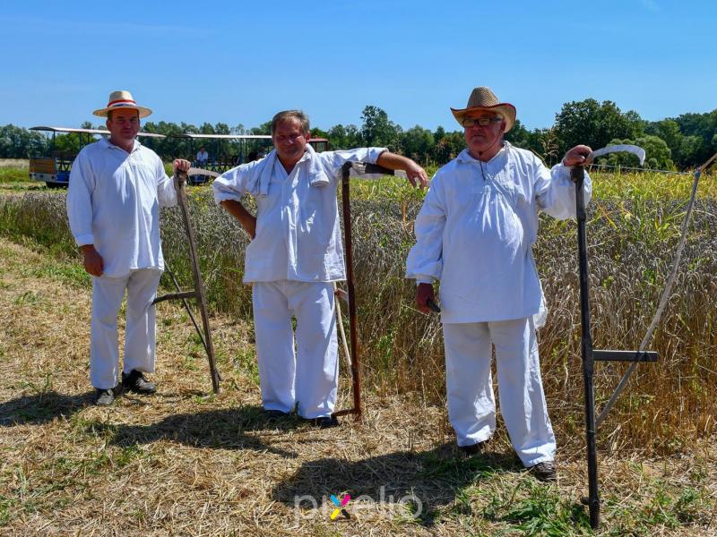 Žetva u Velikom Grđevcu