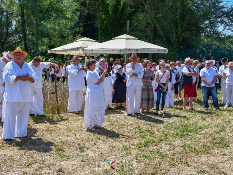 Žetva u Velikom Grđevcu