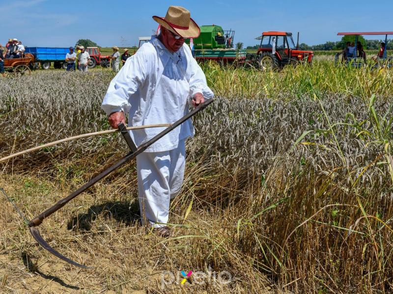 Žetva u Velikom Grđevcu