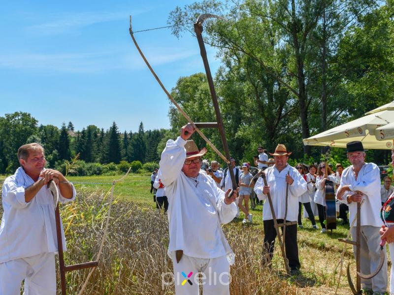 Žetva u Velikom Grđevcu