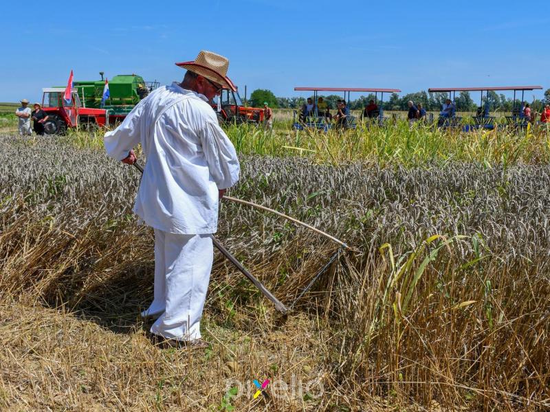 Žetva u Velikom Grđevcu