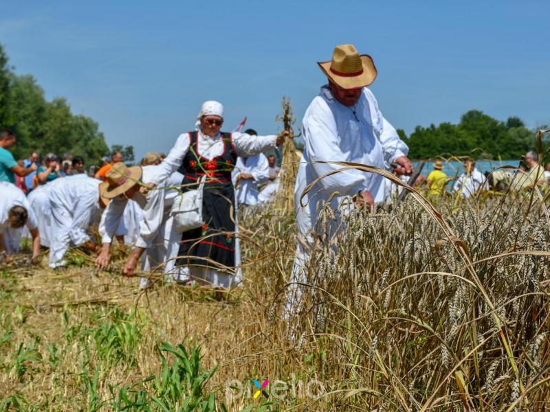Žetva u Velikom Grđevcu