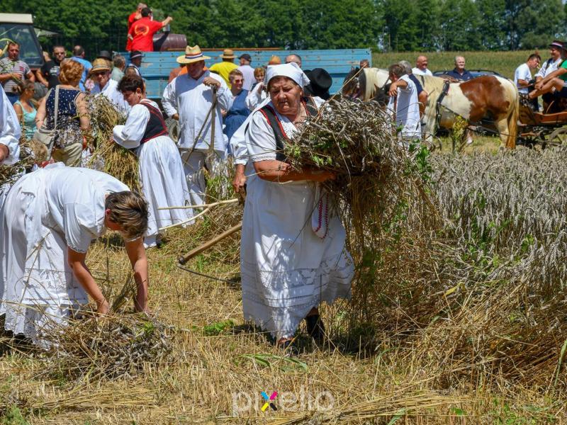 Žetva u Velikom Grđevcu