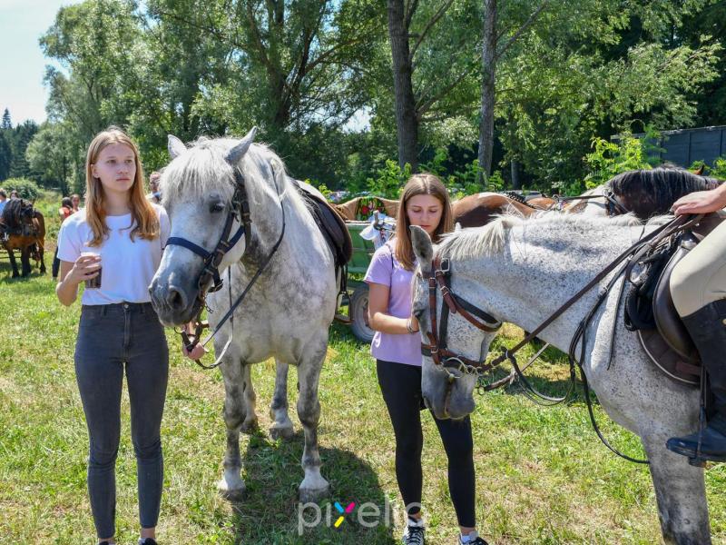Žetva u Velikom Grđevcu