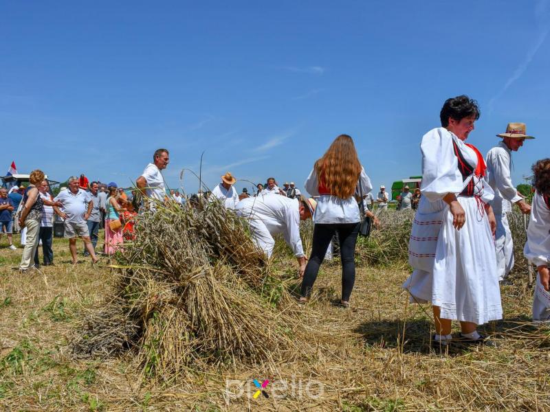Žetva u Velikom Grđevcu
