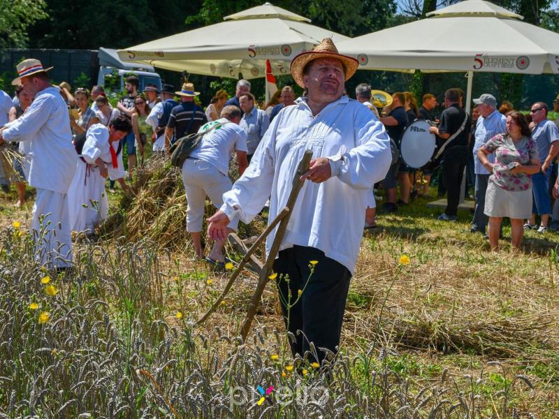 Žetva u Velikom Grđevcu