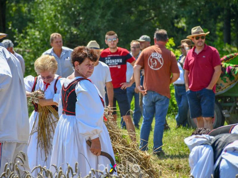 Žetva u Velikom Grđevcu