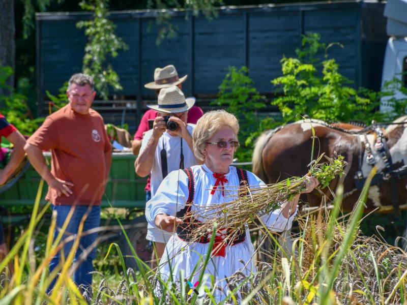Žetva u Velikom Grđevcu