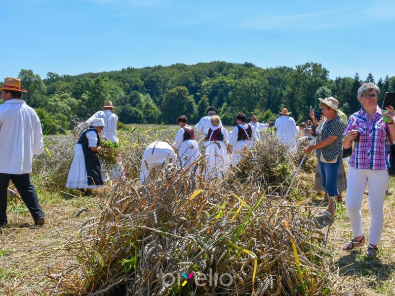 Žetva u Velikom Grđevcu