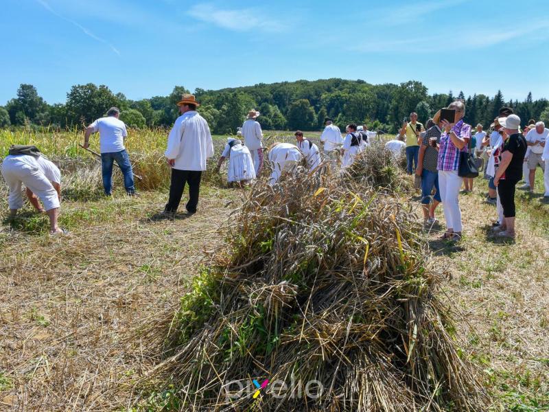 Žetva u Velikom Grđevcu