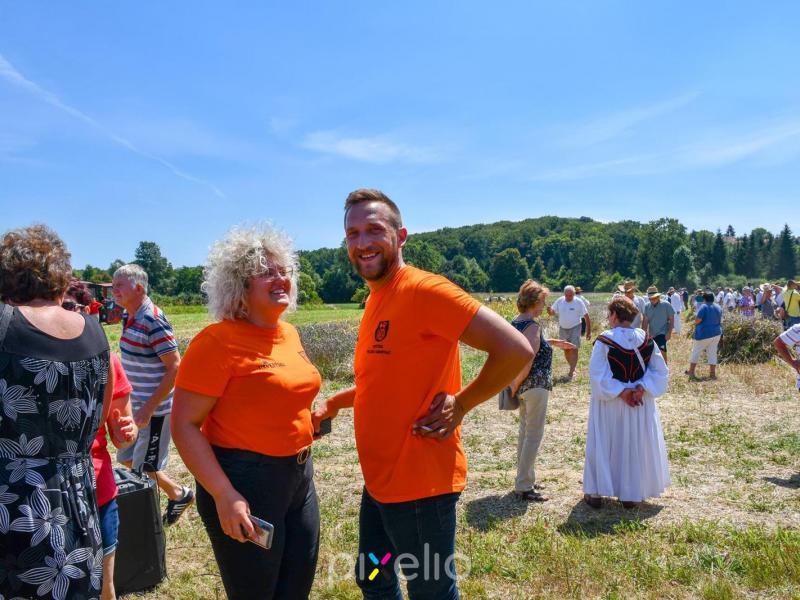 Žetva u Velikom Grđevcu