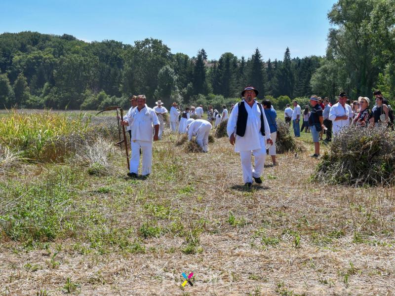 Žetva u Velikom Grđevcu