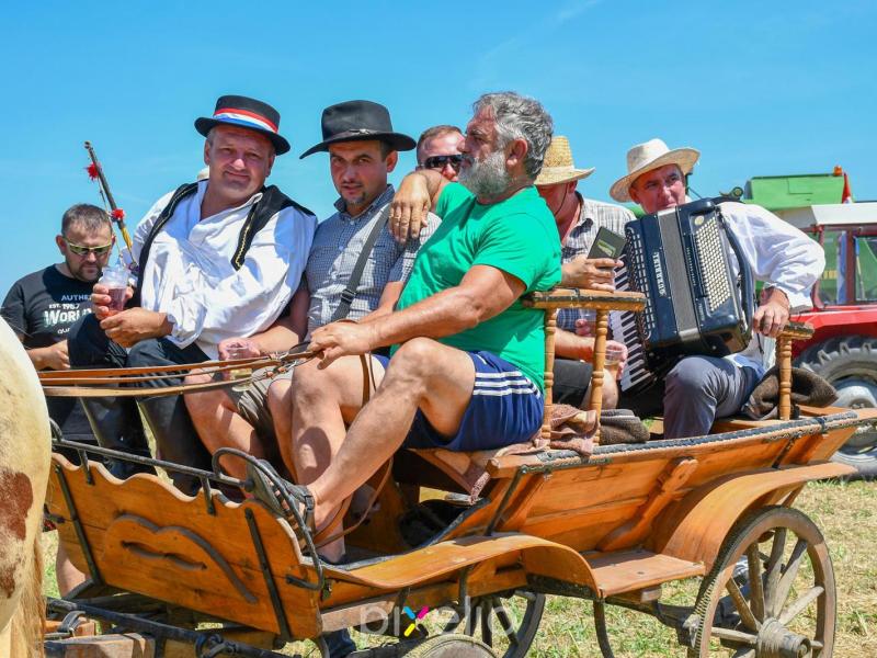 Žetva u Velikom Grđevcu