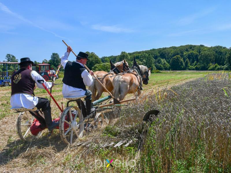 Žetva u Velikom Grđevcu