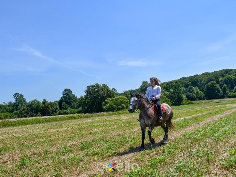 Žetva u Velikom Grđevcu