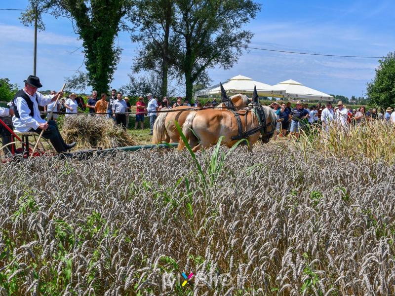 Žetva u Velikom Grđevcu