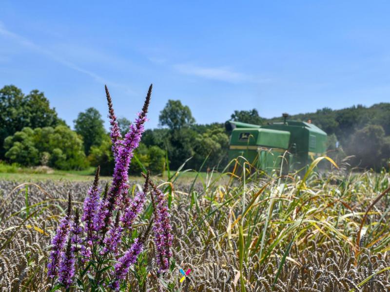 Žetva u Velikom Grđevcu