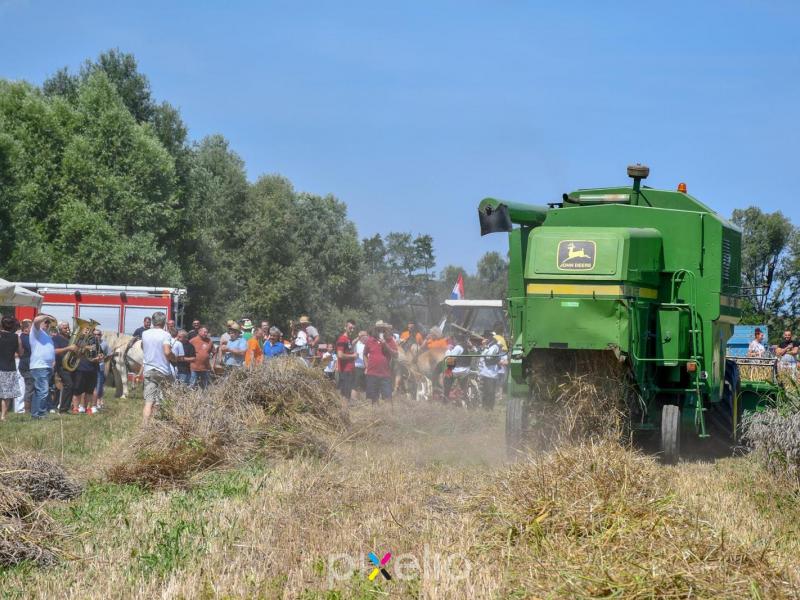 Žetva u Velikom Grđevcu