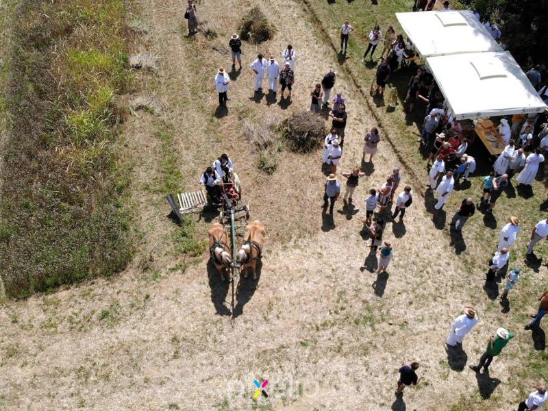 Žetva u Velikom Grđevcu