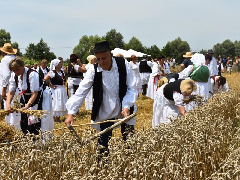 Starinski način žetve u Velikom Grđevcu