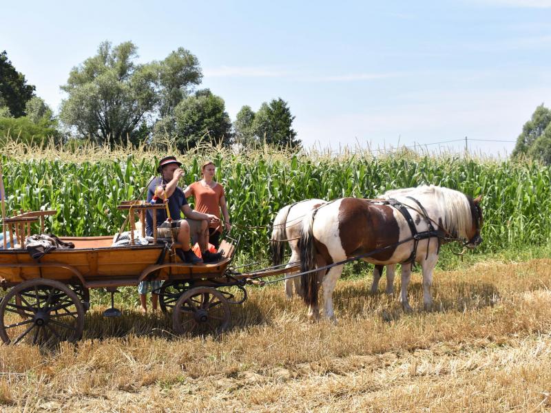 Starinski način žetve u Velikom Grđevcu