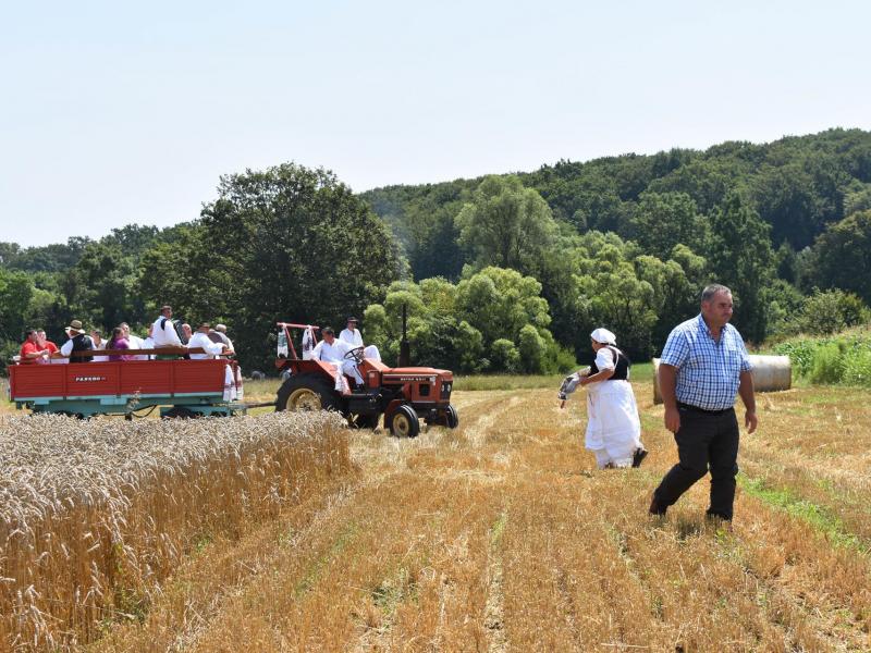 Starinski način žetve u Velikom Grđevcu