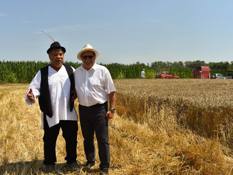 Starinski način žetve u Velikom Grđevcu