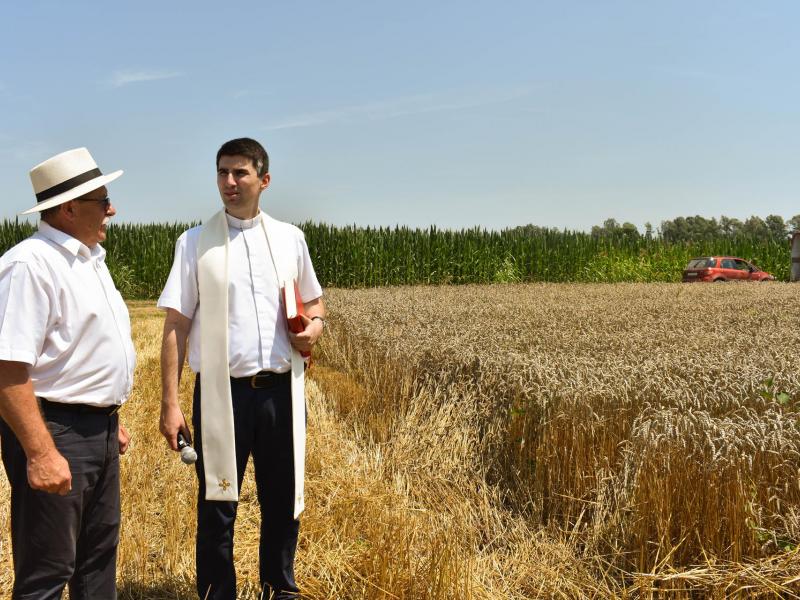 Starinski način žetve u Velikom Grđevcu