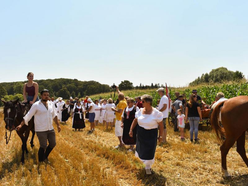 Starinski način žetve u Velikom Grđevcu