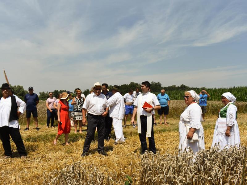 Starinski način žetve u Velikom Grđevcu
