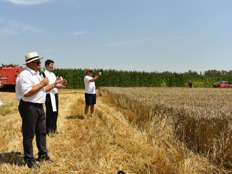 Starinski način žetve u Velikom Grđevcu