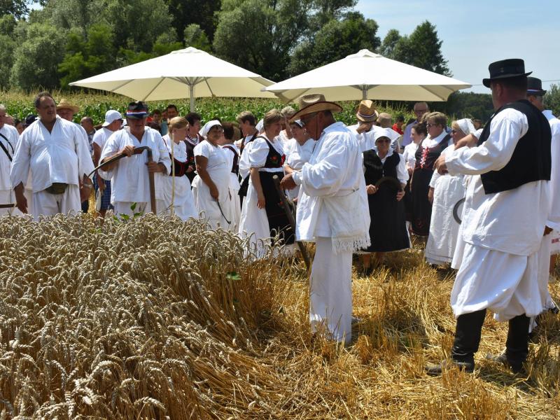 Starinski način žetve u Velikom Grđevcu