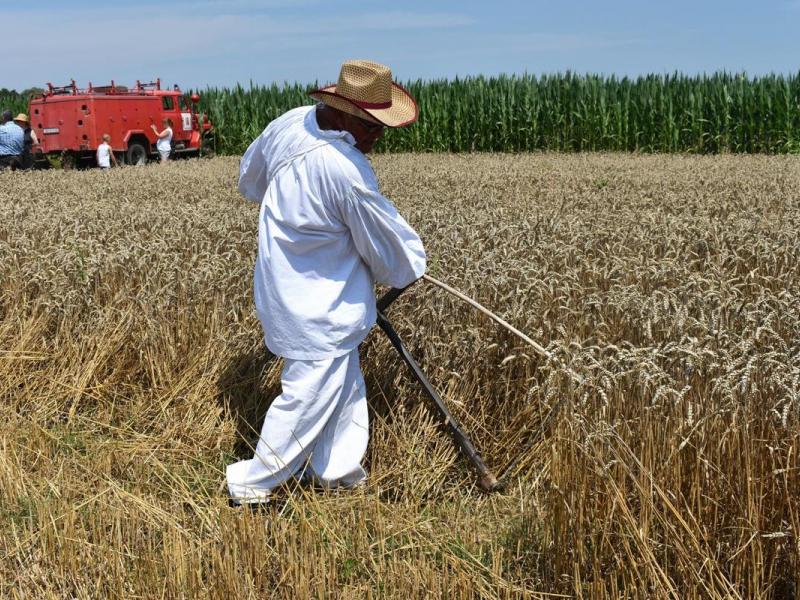 Starinski način žetve u Velikom Grđevcu