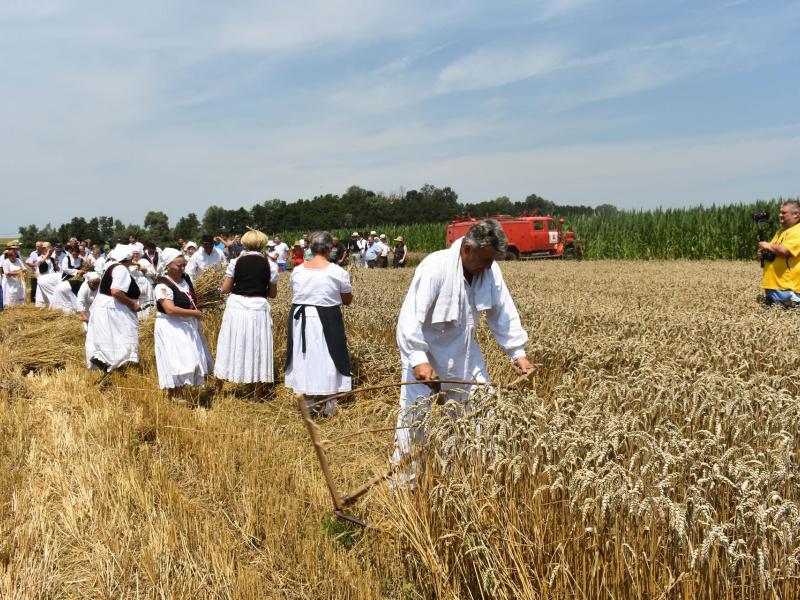 Starinski način žetve u Velikom Grđevcu