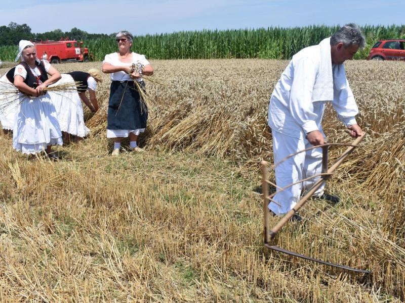 Starinski način žetve u Velikom Grđevcu