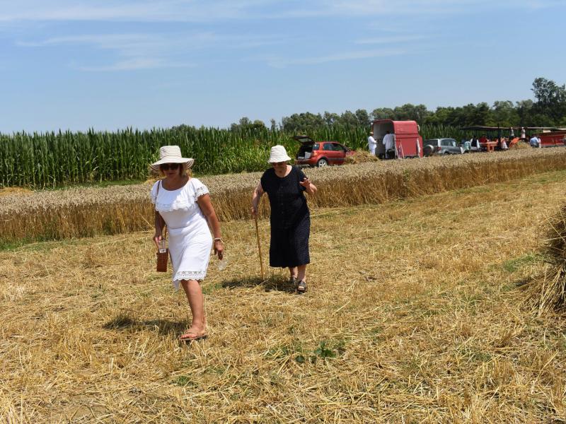 Starinski način žetve u Velikom Grđevcu