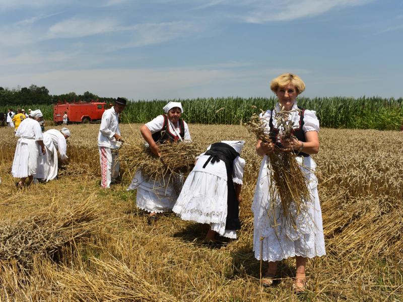 Starinski način žetve u Velikom Grđevcu