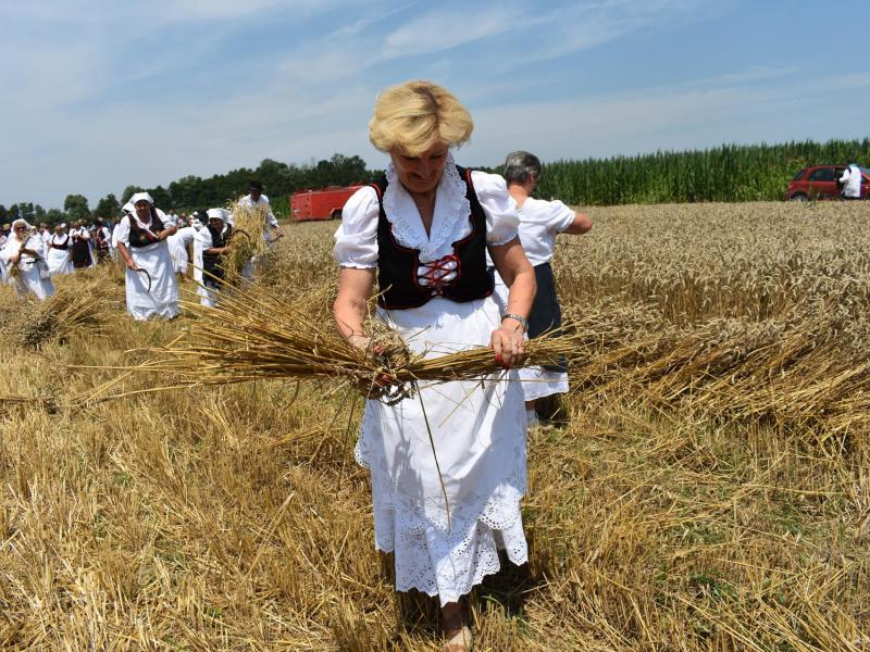 Starinski način žetve u Velikom Grđevcu