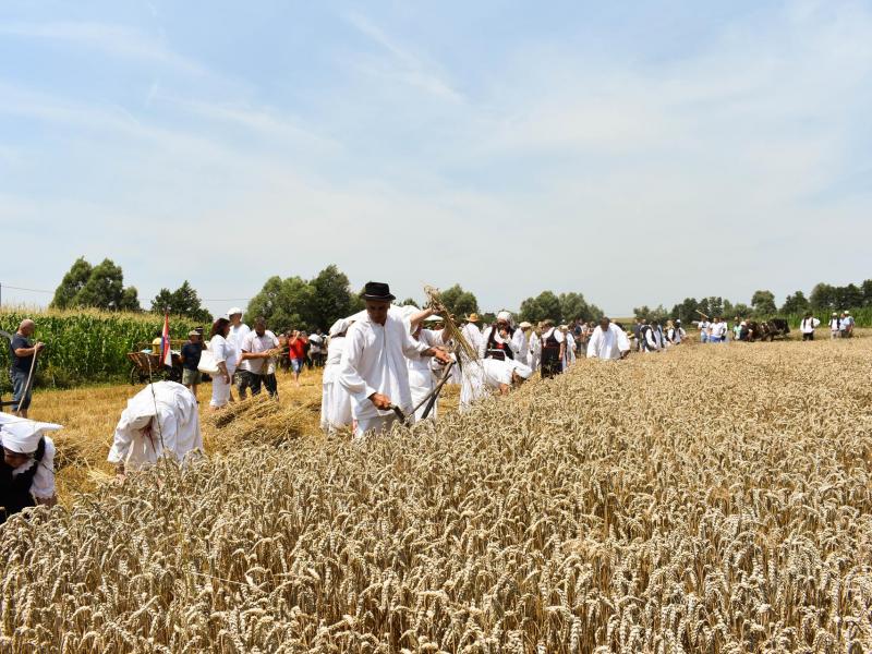 Starinski način žetve u Velikom Grđevcu