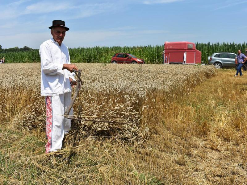 Starinski način žetve u Velikom Grđevcu