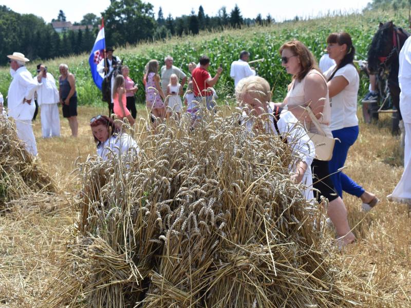 Starinski način žetve u Velikom Grđevcu